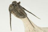 1.45" Cyphaspis Eberhardiei Trilobite - Foum Zguid, Morocco - #201639-3